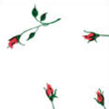 Rosebuds